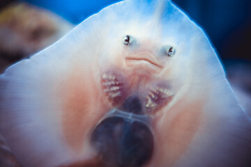 Baby ray fish face close-up view © daboost