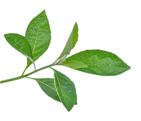 Gymnanthemum extensum foliage ,green leaves pattern of tropical leaf plant isolated on white background