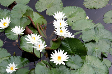 white flowers on a pond