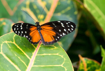Fototapeta na wymiar Plain Tiger butterfly on a green leaf in Victoria Butterfly garden in British Columbia, Canada