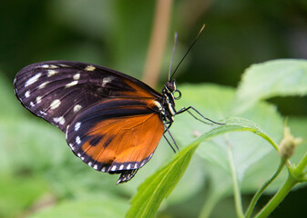 Fototapeta na wymiar Plain Tiger butterfly on a green leaf in Victoria Butterfly garden in British Columbia, Canada