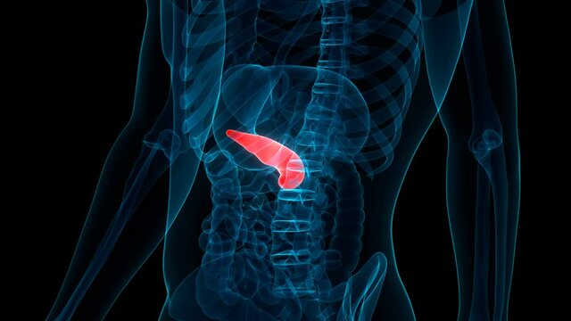Human Internal Organ Pancreas Anatomy Animation Concept