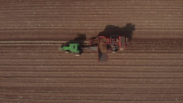 Top down graphic aerial view of farmland with a tractor dragging a potato harvesting machine collecting the crop with sunlight creating a shadow alongside. Agriculture autumn season concept.