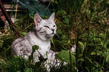 Naklejka na ściany i meble A beautiful cat is sitting in the grass and basking in the sun