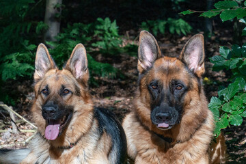 Two German Shepherd dogs lie together in the forest, sunlight shines on the dog's heads, the tongues sticking out of their mouths. Green leaves in the background