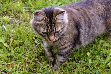 Gray cat walks in green grass