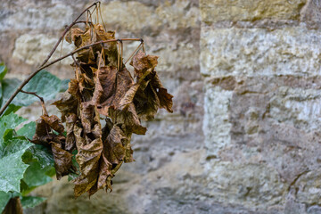 Branch with dried leaves on the background of an old textured stone wall