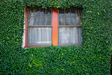 Fototapeta na wymiar window with green leaves