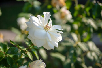 White flower