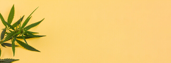 Fototapeta na wymiar A small sprig of wild green hemp on a yellow background. Photo banner. View from above. Place for your text.