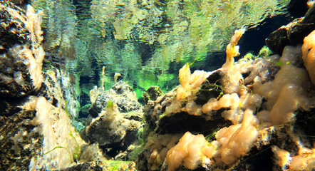 underwater reflective surface of green algae in icelandic glacial spring, silfra