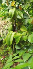 Carambola fruits on tree befor riped 
