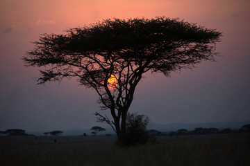 Fototapeta na wymiar Sunset with an acacia tree, Kenya.