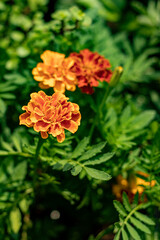 Beautiful Shevanti Flower in nature