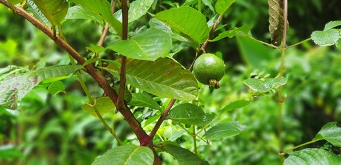 Guava fruit on tree