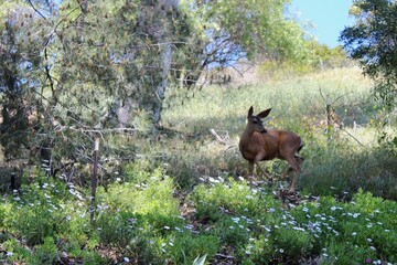 Deer in Hollywood Hills. Taken on Rebel T3i. 