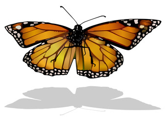 Monarch Butterfly - Isolated Colored Illustration with Shadow on White Background, Vector