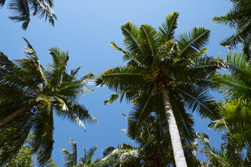 Fototapeta na wymiar Beautiful coconut trees in the clear blue skies close to seaside.