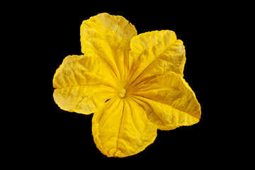 Cucumber flower closeup