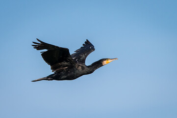 Cormorant in flight