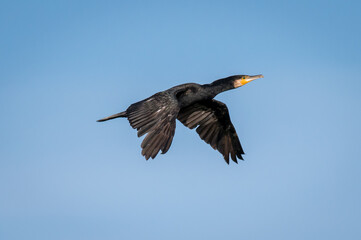 Cormorant in flight