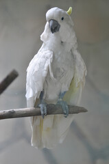 parrots