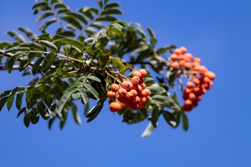 Rowan branch on a bright blue background with green leaves and pale orange ripe berries