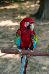 Scarlet Macaw perched on a tree branch.