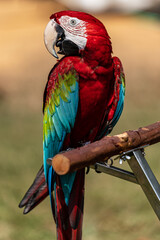 Scarlet Macaw perched on a tree branch.
