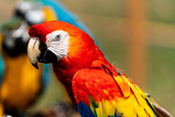 Naklejka na ściany i meble Close up image of Scarlet Macaw perched on a tree branch.