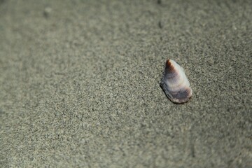 Fototapeta na wymiar Seashells on wet sand at the beach