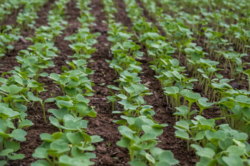 plant seeds