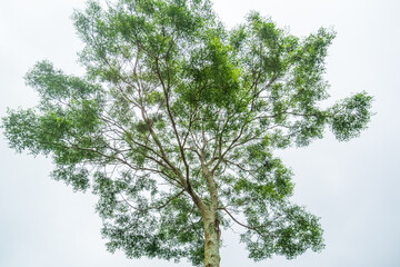 Tree with white background