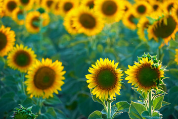 Fototapeta premium bright sunflower field, a beautiful landscape on a summer day