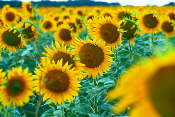 bright sunflower field, a beautiful landscape on a summer day