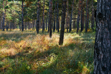 Fototapeta premium forest on a bright day - beautiful autumn landscape and wildlife