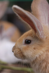 brown rabbit with black eyes