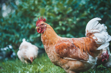 Domesticated Sussex chickens graze freely on the garden lawn.