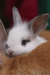 Obraz premium brown rabbit with black eyes