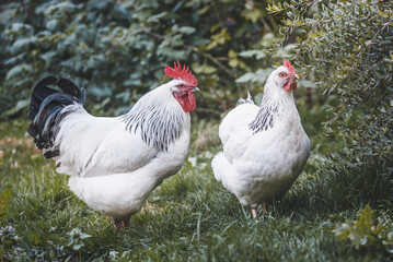Fototapeta premium Domesticated Sussex chickens graze freely on the garden lawn.