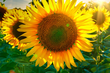 sunflower - bright field with yellow flowers, beautiful summer landscape in sunset