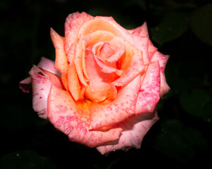 Beautiful close up of a pinky orange rose flower head.