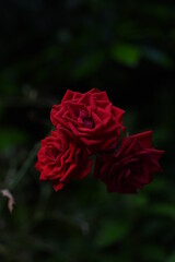 薔薇　神秘　自然　ローズ