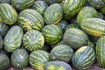 Many ripe watermelons at outdoor farmers market