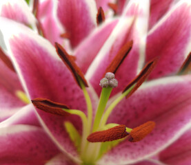Purple  flower lily.  Backgraund of petals lilies. Close-up.  Nature.