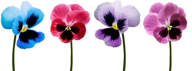Fototapeten Set pansy flowers  blue,  purple, red, violet on white  isolated background with clipping path.  Closeup.  Nature. © nadezhda F