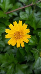 yellow flower