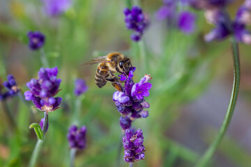 Naklejka premium Honey Bee taking pollen from a Lavender plant in an English Garden