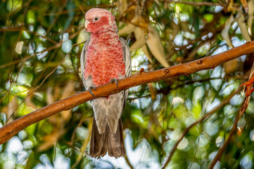 Galah Perched
