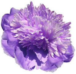 flower purple  peony  isolated on a white background. No shadows with clipping path. Close-up....